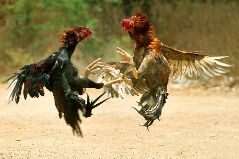 Kinh nghiệm chơi đá gà Campuchia cho người mới