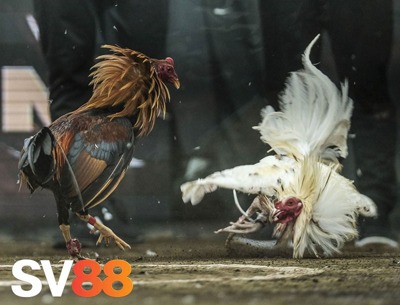 Đôi nét về đá gà SV88