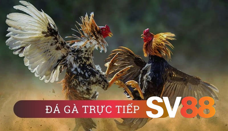 Nhà cái uy tín hợp pháp