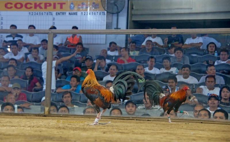 Lưu ý khi xem đá gà trực tuyến
